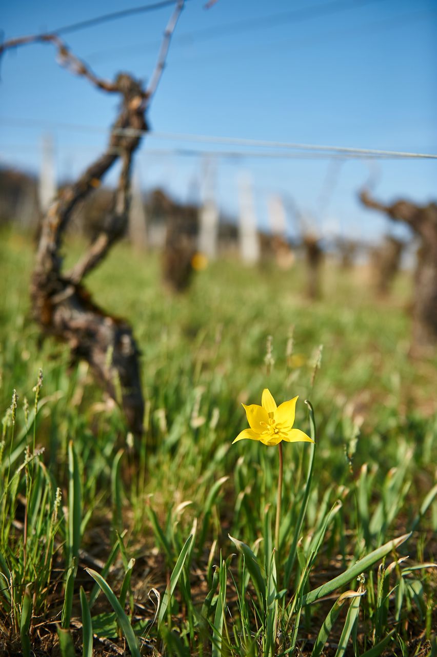 Flore Tulipe de vigne BI-0333